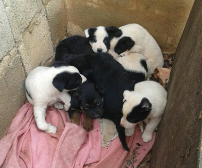 Cachorros recogidos en Alginet en 2015