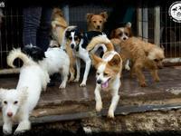 REFUGIO PARA LOS ANIMALES ABANDONADOS