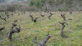 Garnacha Vella Centenaria