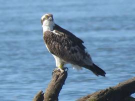 Recuperación del águila pescadora en Andalucía