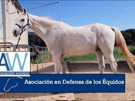 Campaña a favor de las protectoras de caballos