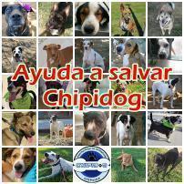 SALVAR PROTECTORA DE ANIMALES CHIPIDOG