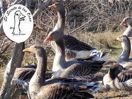 El Secreto de las Ocas