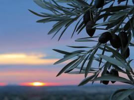 Gourmet Extra Virgin Olive Oil