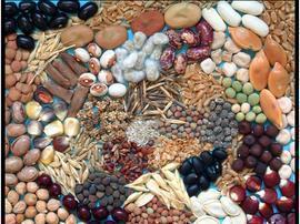 BIODIVERSIDAD AGRÍCOLA Y DESARROLLO COMARCAL 