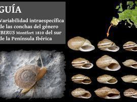 Guía: Variabilidad de la concha del género Iberus