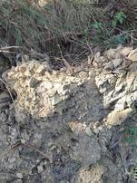 RECUPERAR LA TIERRA DEL INVASOR EUCALIPTO 