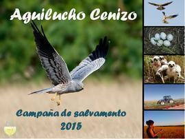 Campaña de salvamento de aguilucho cenizo