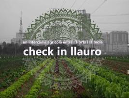 check in llauro