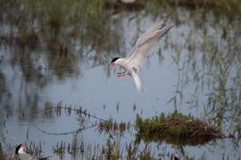 LIBRO DE FOTOGRAFÍA "VIDAS DE LAS AVES IBÉRICAS"