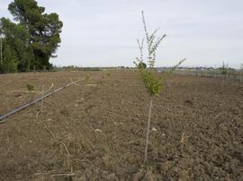 Agua para el Huertopoema de los días