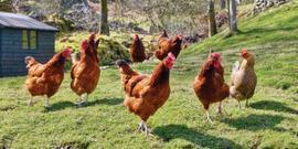 Happy Huevos, ¡gallinas felices!