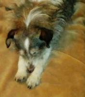 Salvemos los perros.