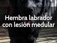 Hembra labrador con lesión medular.