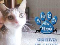 OBJETIVO: 100 Gatitos, 0 Ácaros