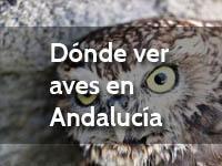 Dónde ver aves en Andalucía