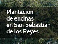 Plantando Encinas en San Sebastián de los Reyes